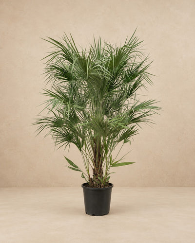 Dwergpalm (Chamaerops humilis) van 170 cm hoog in kweekpot van 30 cm