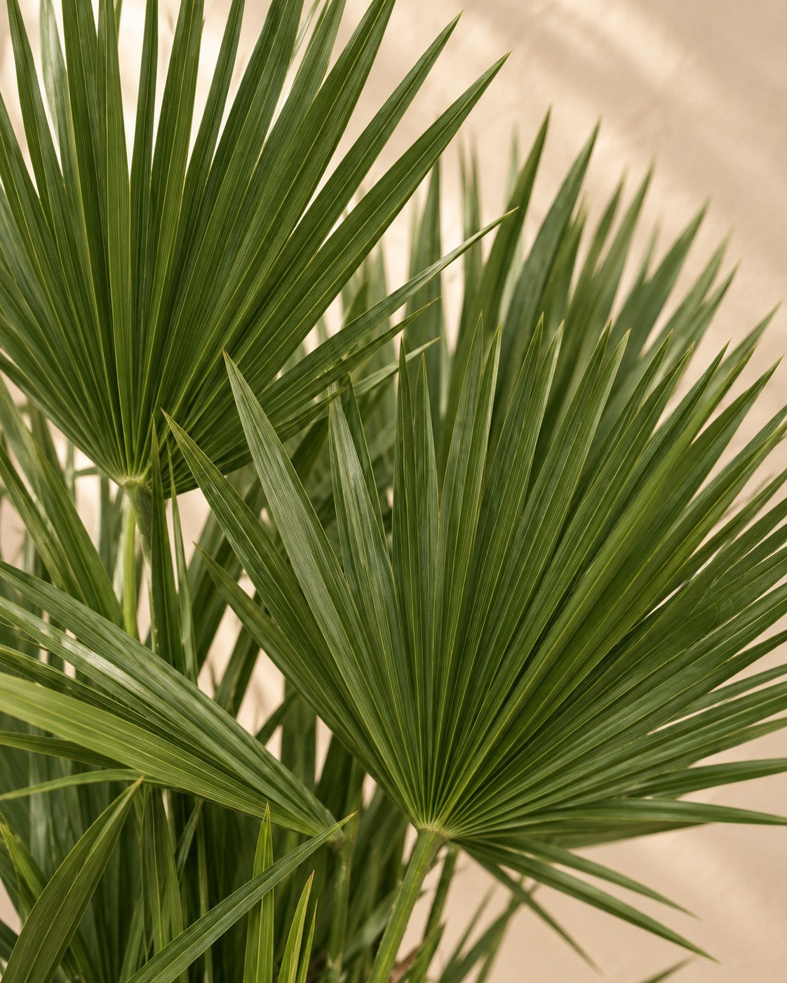 Primo piano delle foglie di Palma nana multi tronco (Chamaerops humilis)