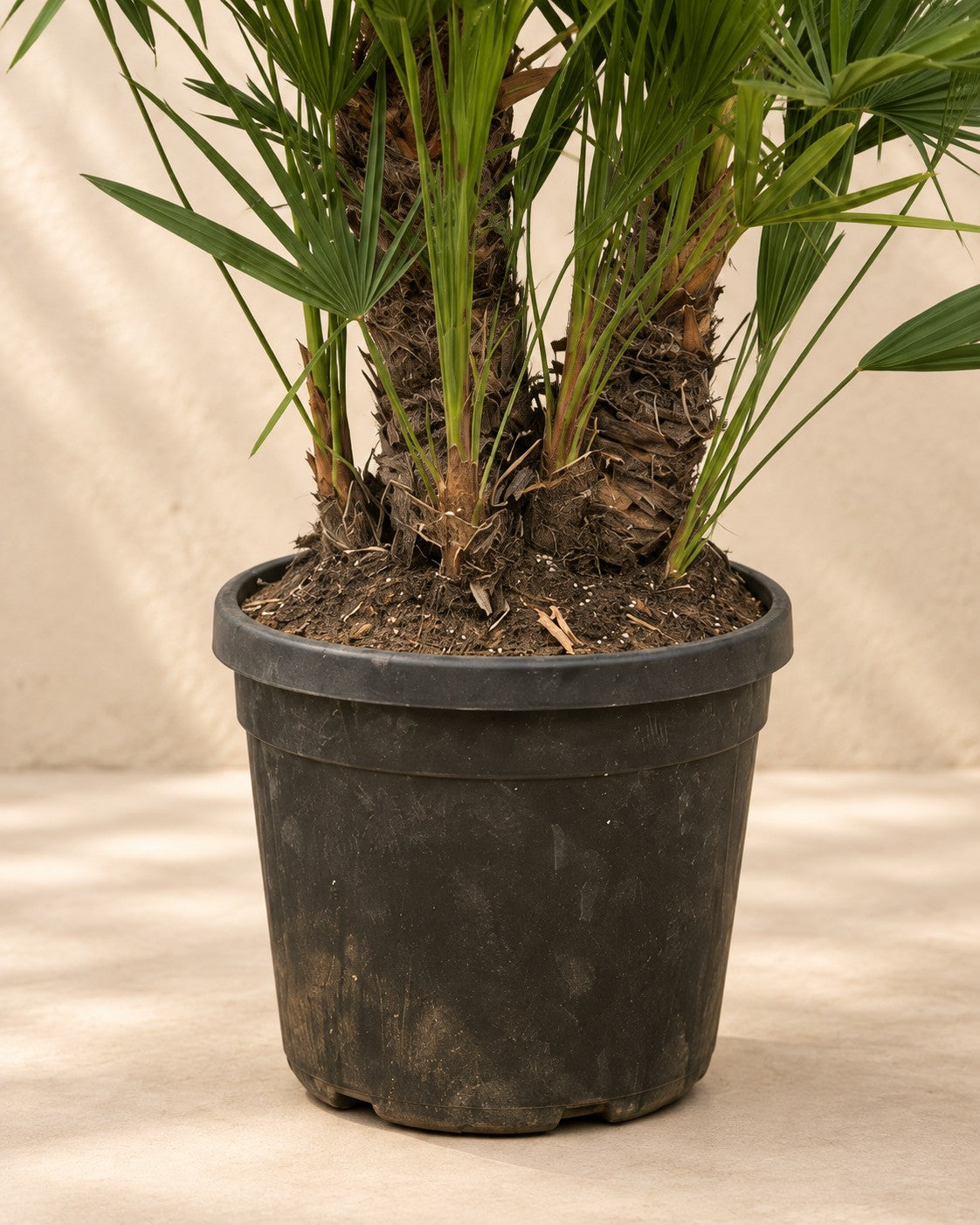 Parte bassa di Palma nana multi tronco (Chamaerops humilis) con il vaso di coltivazione