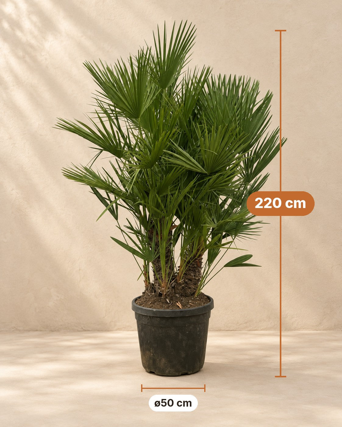 Dimensioni Palma nana multi tronco: altezza 220 cm, vaso ø50 cm