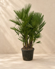 Palma nana multi tronco (Chamaerops humilis), alta 220 cm in vaso di coltivazione da 50 cm