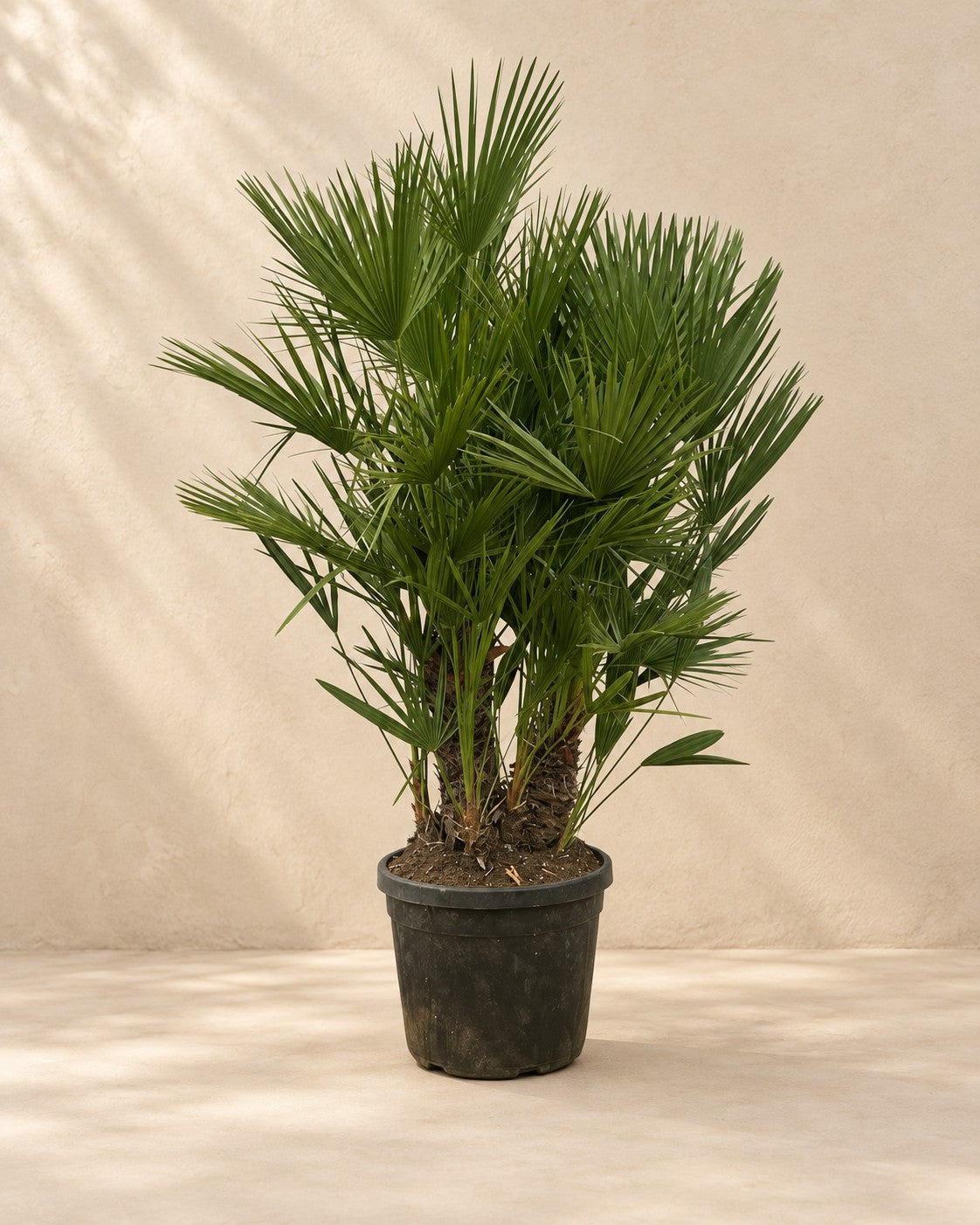 Palma nana multi tronco (Chamaerops humilis), alta 220 cm in vaso di coltivazione da 50 cm