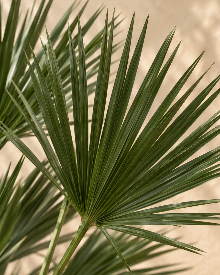 Palmier nain sur tronc (Chamaerops humilis) 150 cm de haut, pot ø45 cm