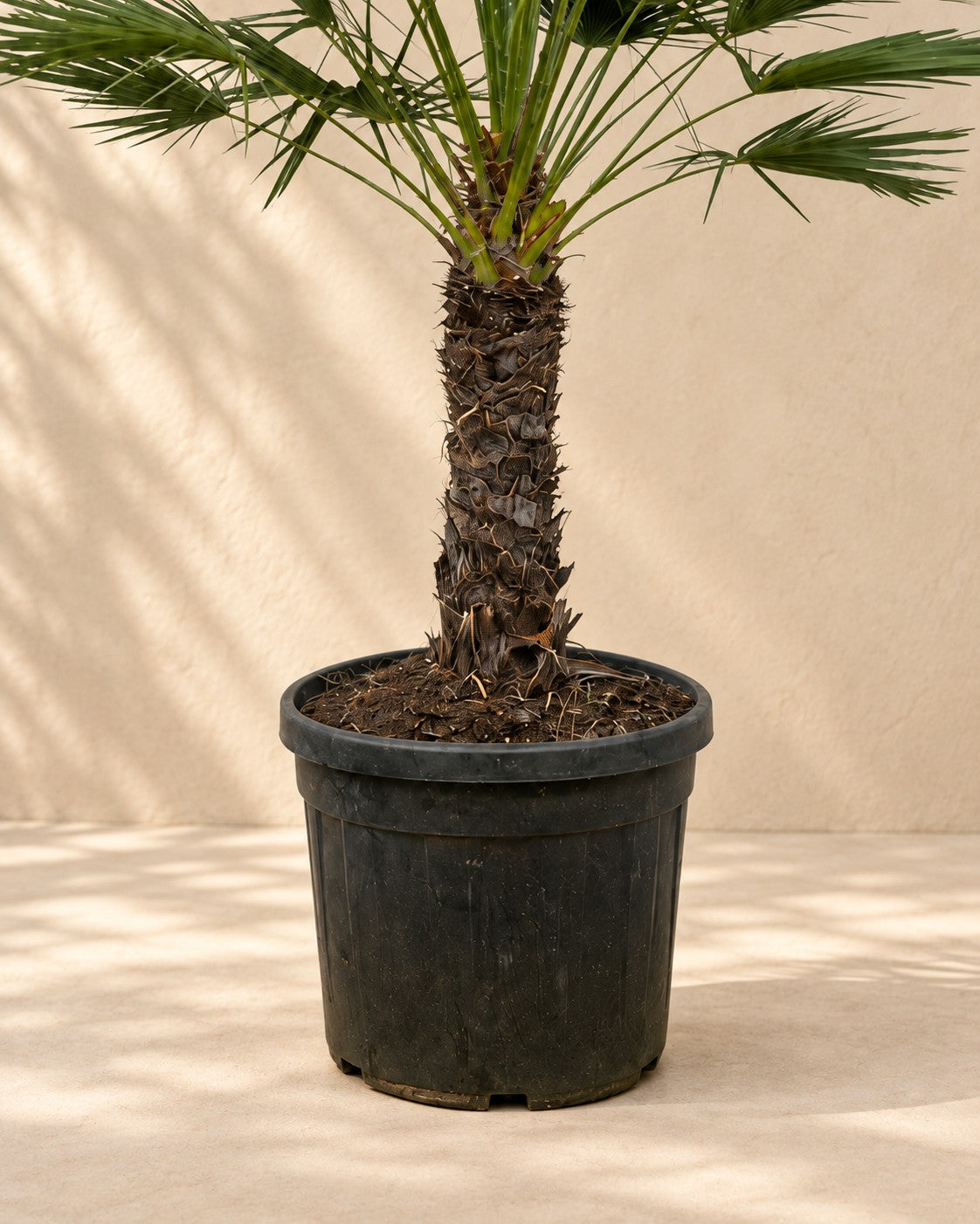 Partie basse de Palmier nain sur tronc (Chamaerops humilis) avec son pot de culture