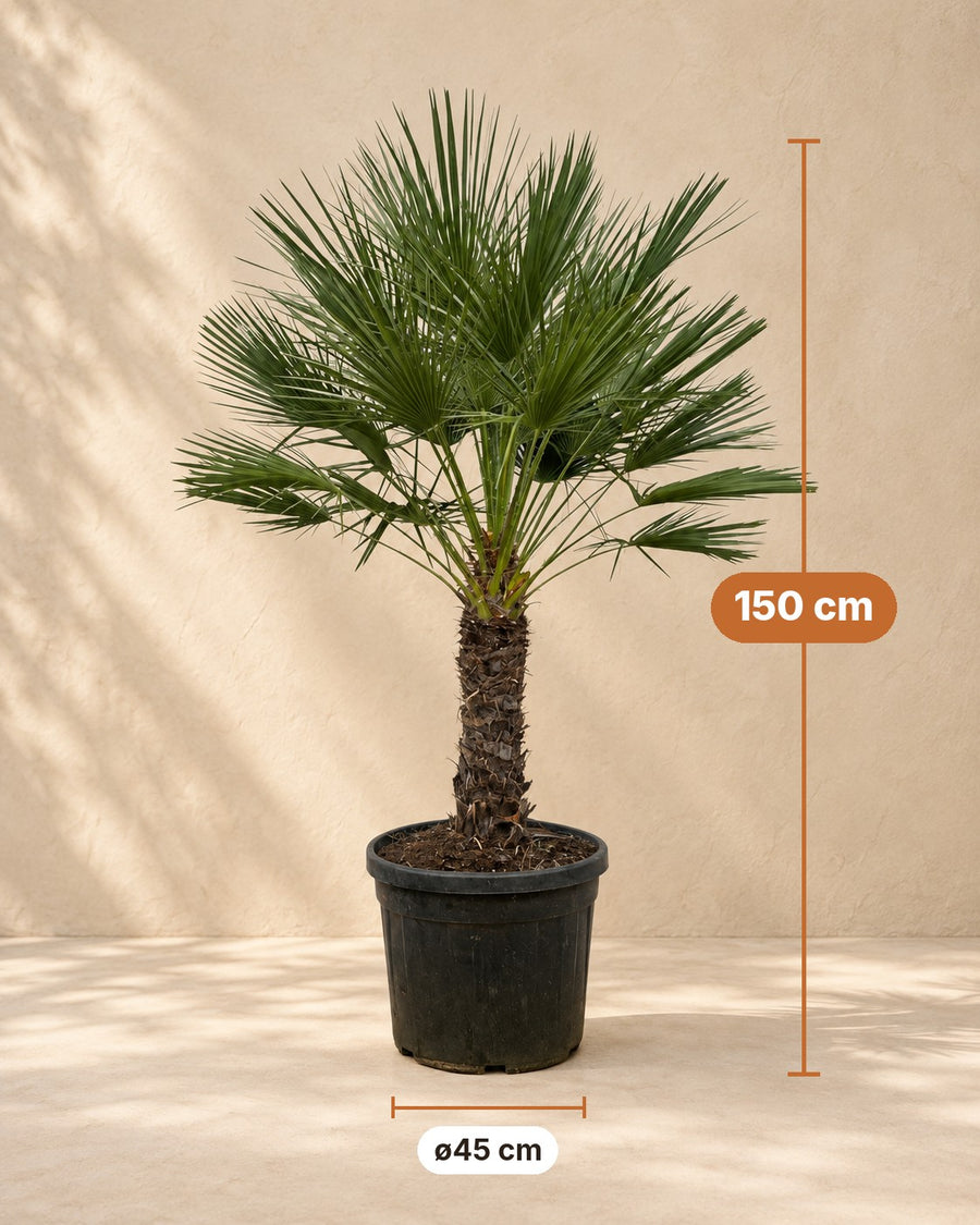 Palmier nain sur tronc (Chamaerops humilis) 150 cm de haut, pot ø45 cm