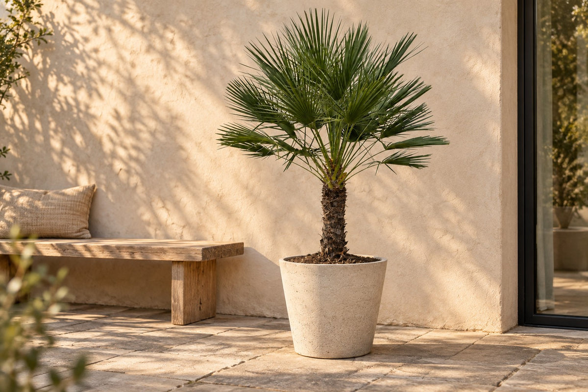 Palmier nain sur tronc, 150 cm, dans cache-pot Bucket Beige Washed sur une terrasse