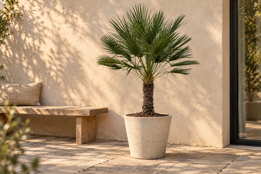 Palmier nain sur tronc (Chamaerops humilis) 150 cm de haut, pot ø45 cm