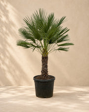 Palmier nain sur tronc (Chamaerops humilis), 150 cm de haut en pot de culture de 45 cm
