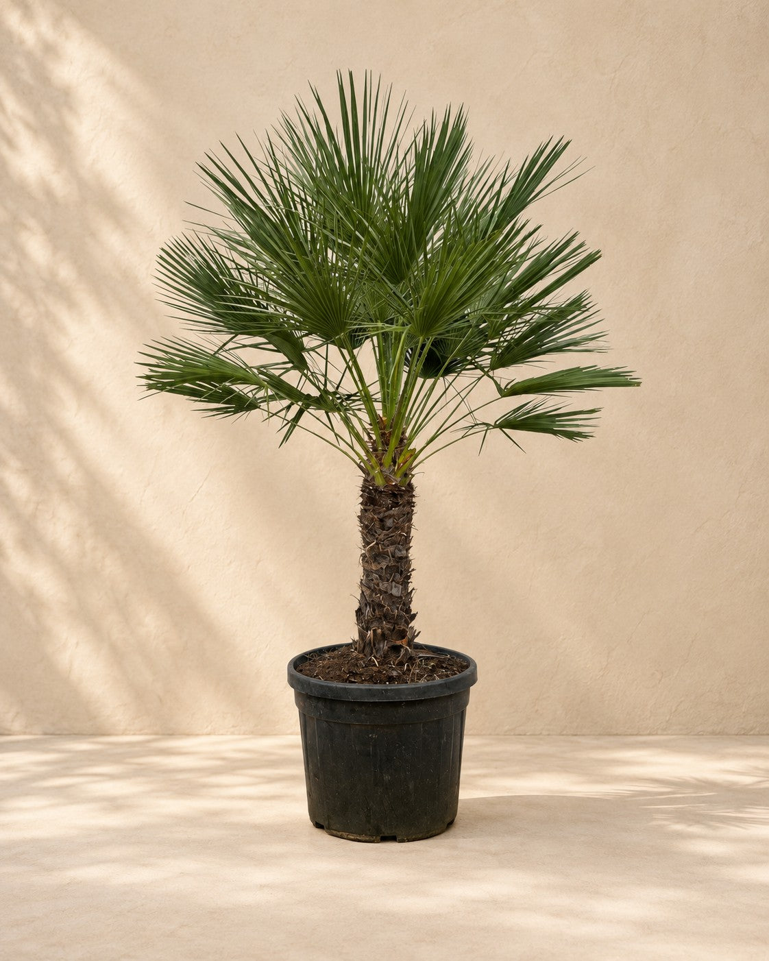 Palmier nain sur tronc (Chamaerops humilis), 150 cm de haut en pot de culture de 45 cm