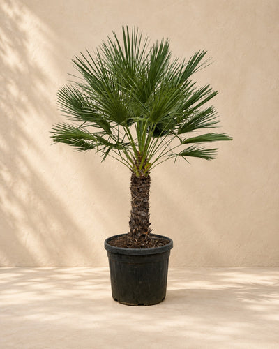 Palmier nain sur tronc (Chamaerops humilis), 150 cm de haut en pot de culture de 45 cm