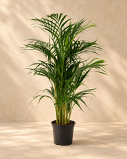 Goudpalm (Dypsis lutescens)