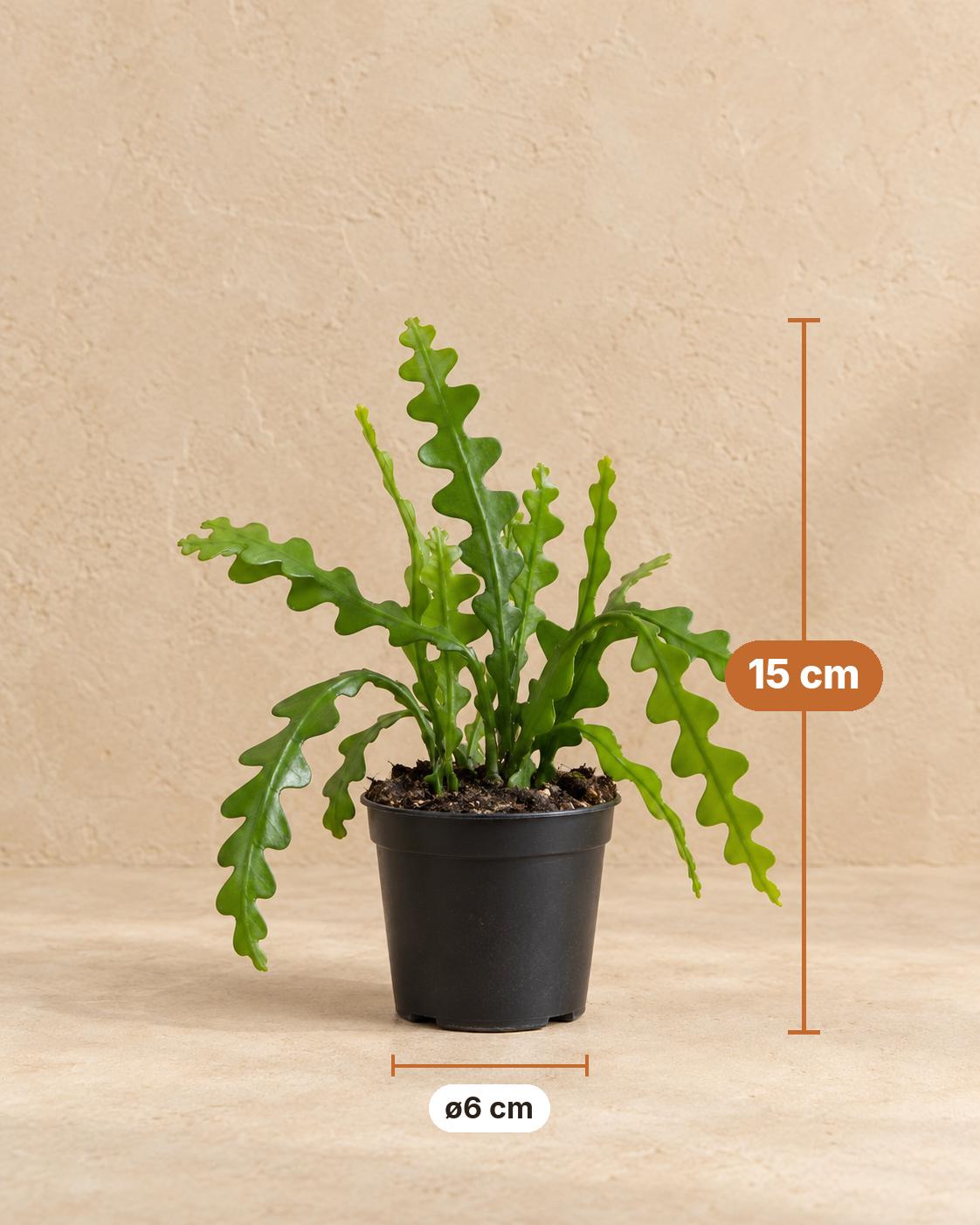 Cactus arête de poisson 15 cm de haut, pot ø6 cm