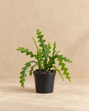 Cactus arête de poisson 15 cm de haut, pot ø6 cm