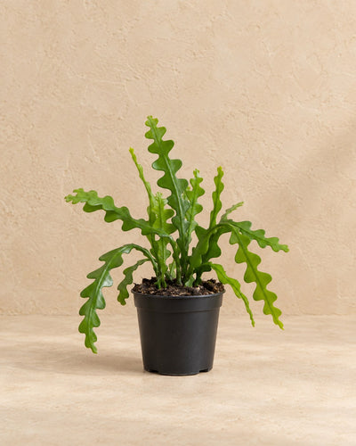 Cactus arête de poisson 15 cm de haut, pot ø6 cm