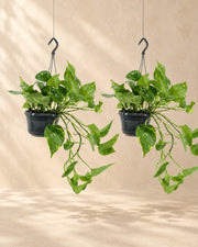 Epipremnum aureum (2 planten, pot ø15 cm)