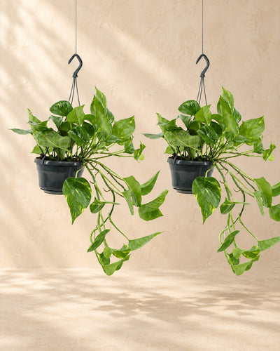Epipremnum aureum (2 planten, pot ø15 cm)