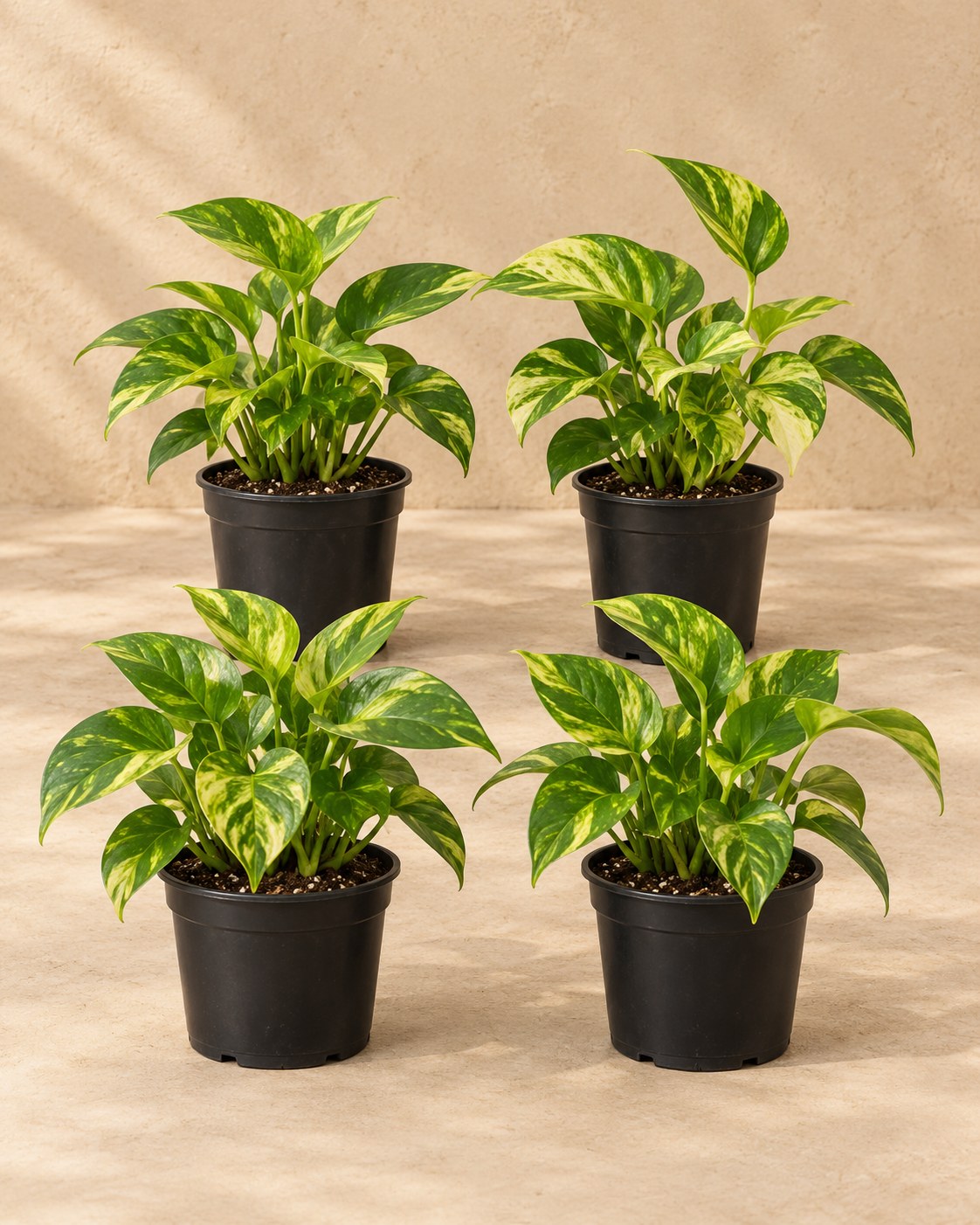 Gouden scindapsus (Epipremnum aureum)