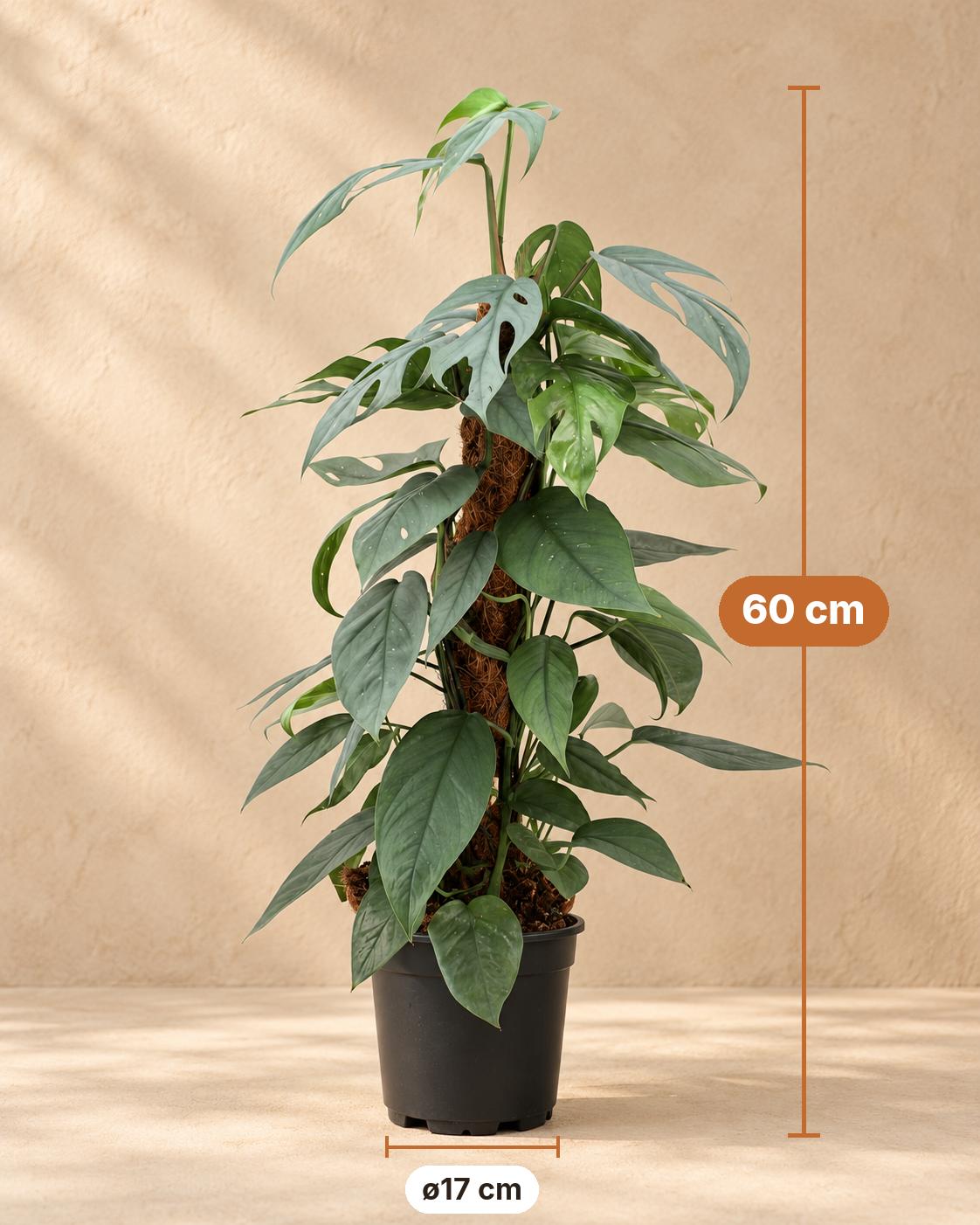 Cebu Blue-guldranke 60 cm høj, potte ø17 cm