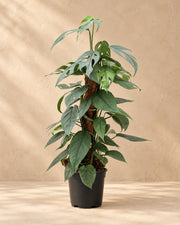 Cebu Blue-guldranke 60 cm høj, potte ø17 cm