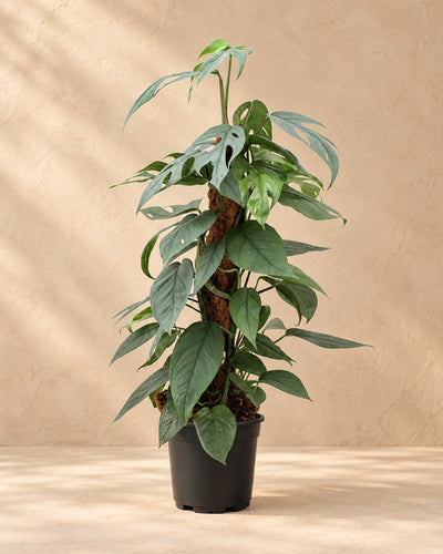 Cebu Blue-guldranke 60 cm høj, potte ø17 cm