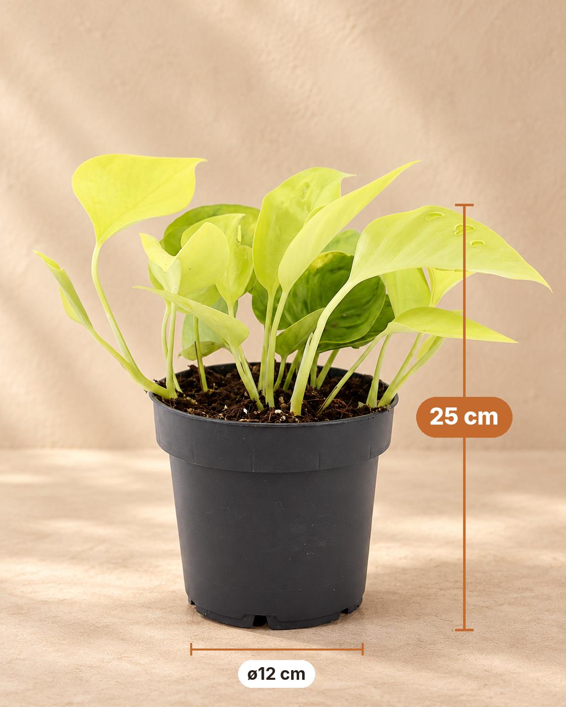 Scindapsus 25 cm høj, potte ø12 cm