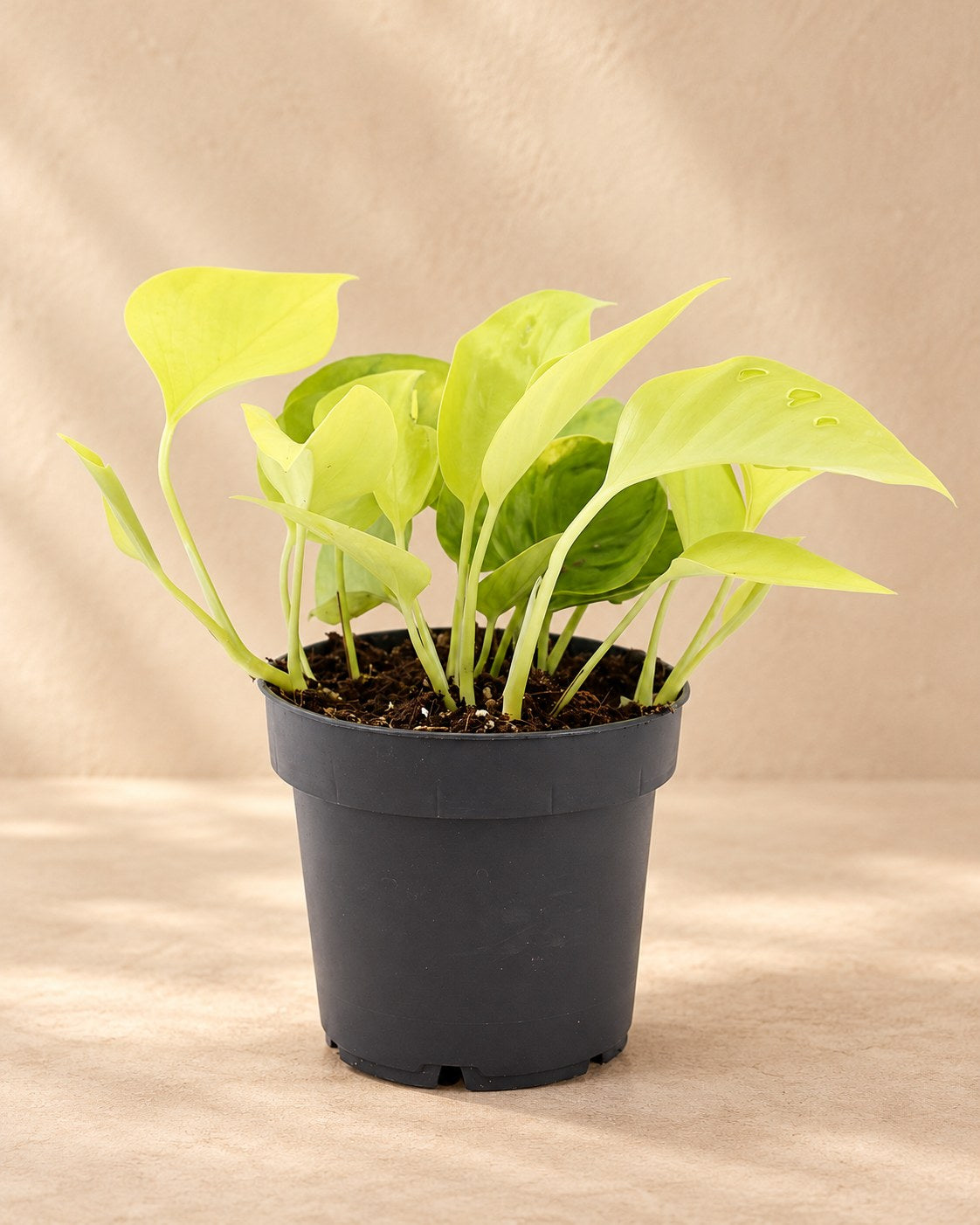 Scindapsus 25 cm høj, potte ø12 cm