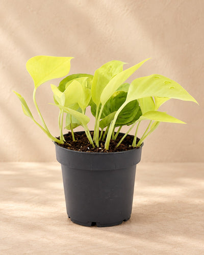 Scindapsus 25 cm høj, potte ø12 cm