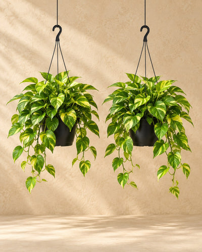 Guldranke , 2 planter, potte ø15 cm