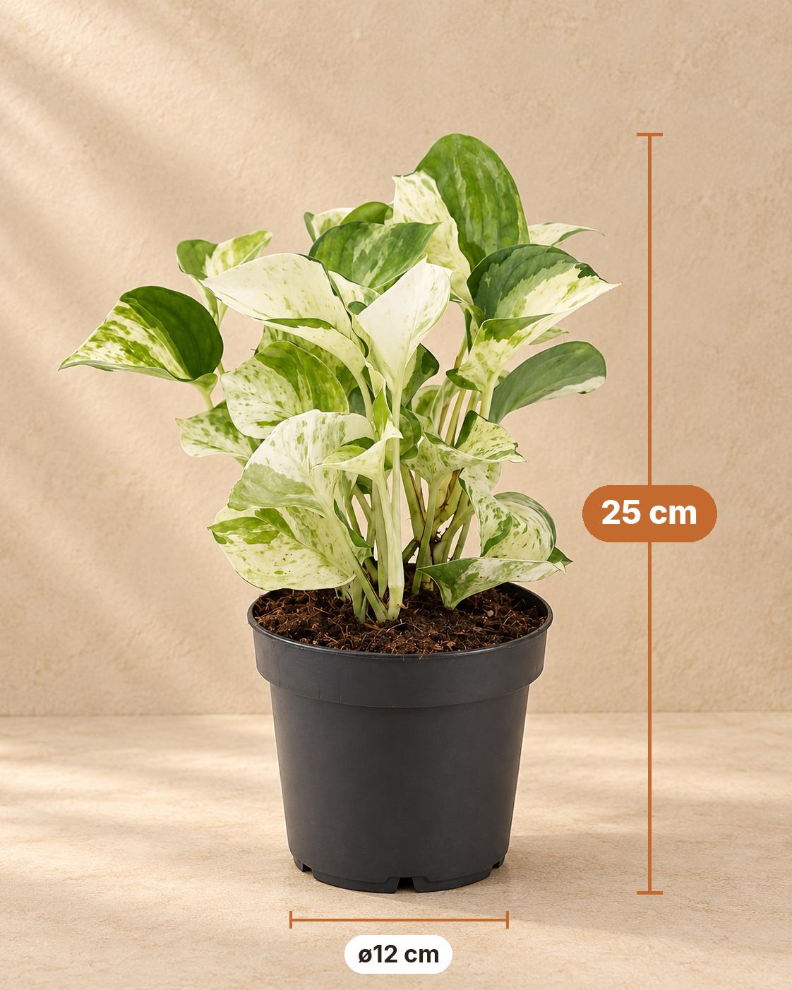Scindapsus (Epipremnum aureum 'Manjula'), 25 cm hoog, pot ø12 cm