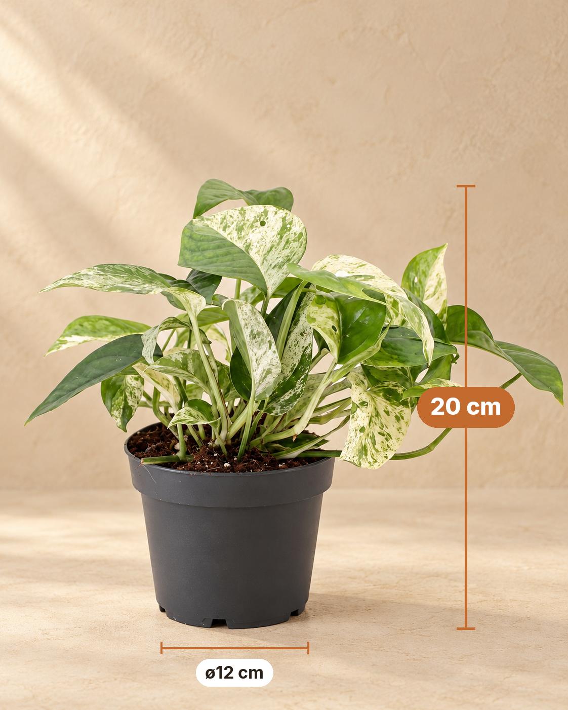 Marmeren scindapsus (Epipremnum 'Marble Variegata'), 20 cm hoog, pot ø12 cm