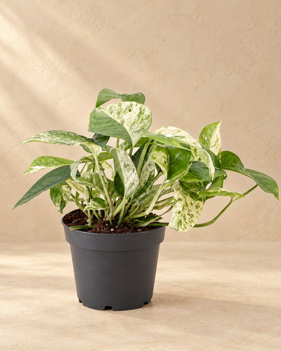Marmeren scindapsus (Epipremnum 'Marble Variegata')
