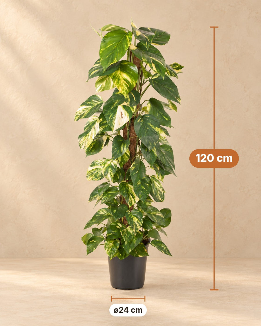 Epipremnum pinnatum 120 cm hoog, pot ø24 cm
