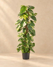 Epipremnum pinnatum van 120 cm hoog in kweekpot van 24 cm