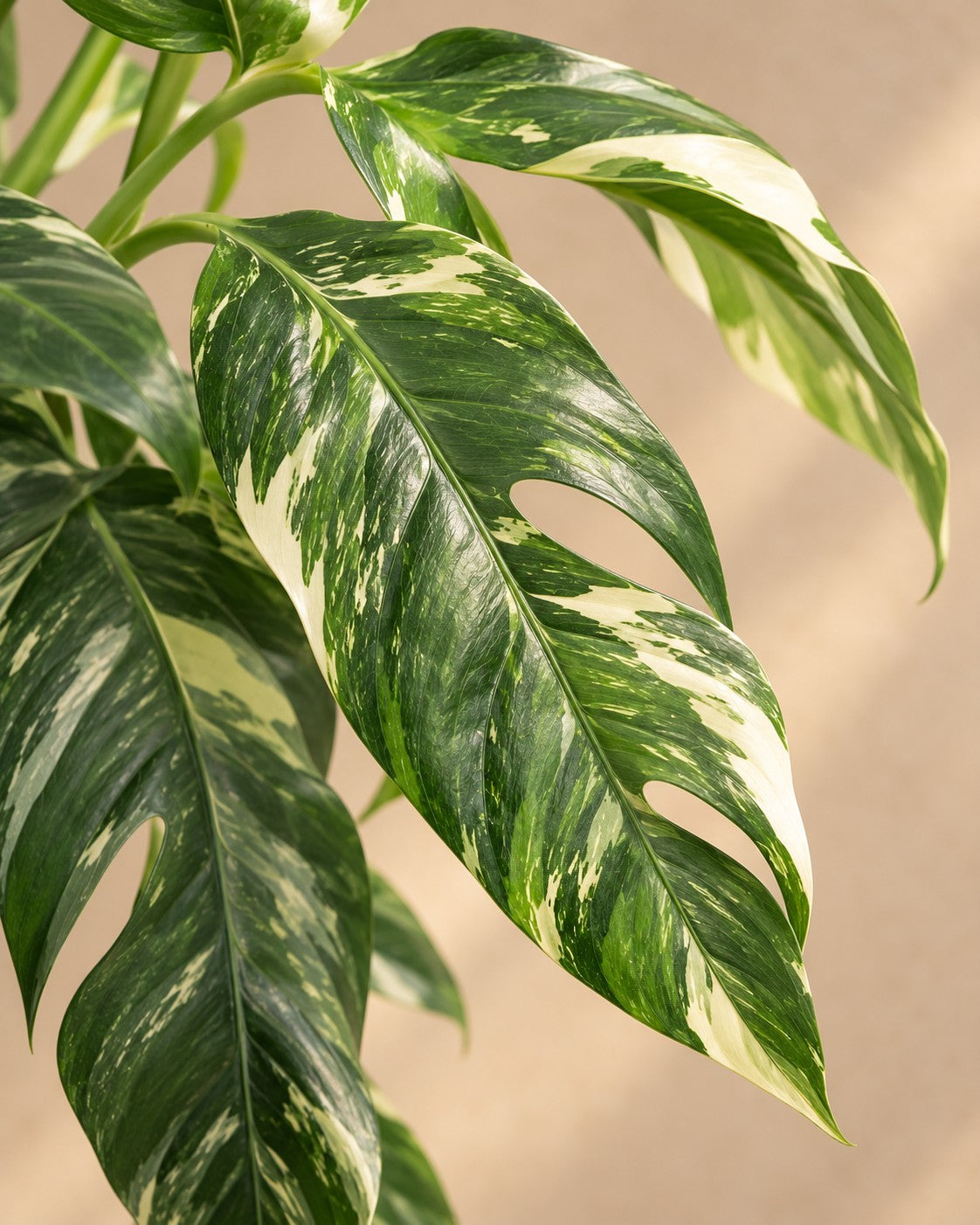 Close-up van het blad van de Epipremnum pinnatum 'Albo Variegata'