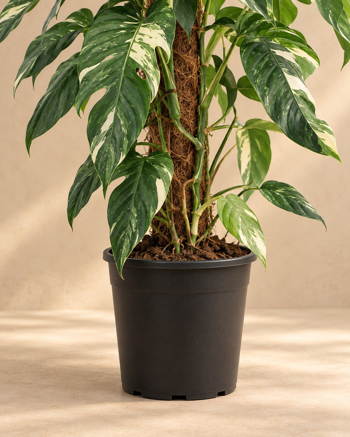 Onderste deel van de Epipremnum pinnatum 'Albo Variegata' met de kweekpot