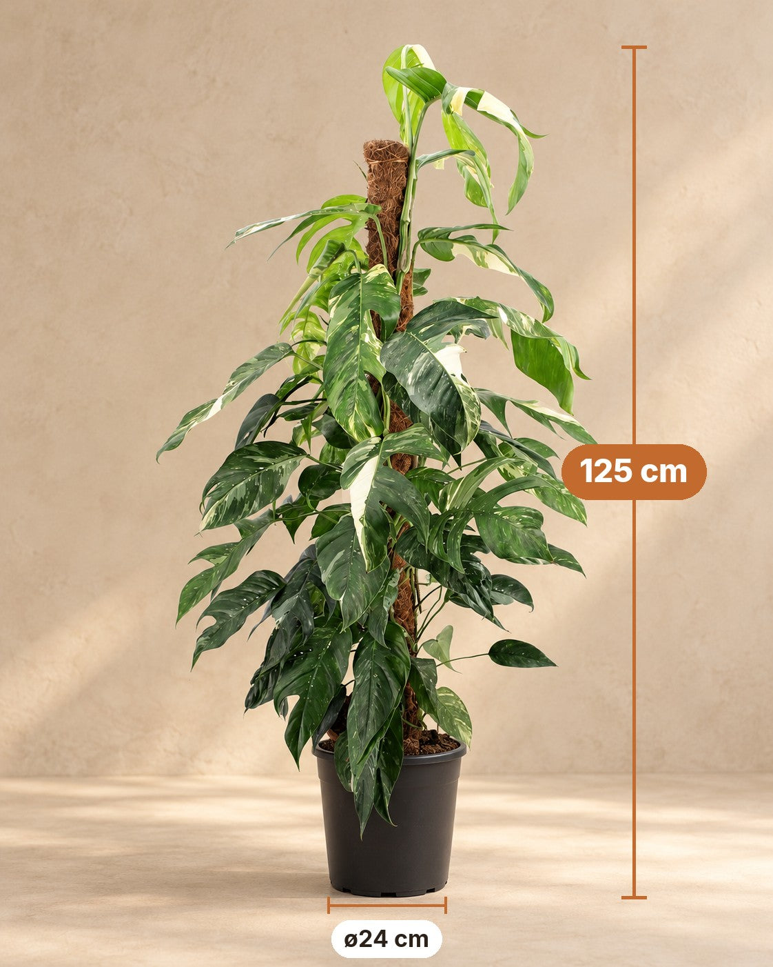 Afmetingen Epipremnum pinnatum 'Albo Variegata': 125 cm hoog, pot ø24 cm