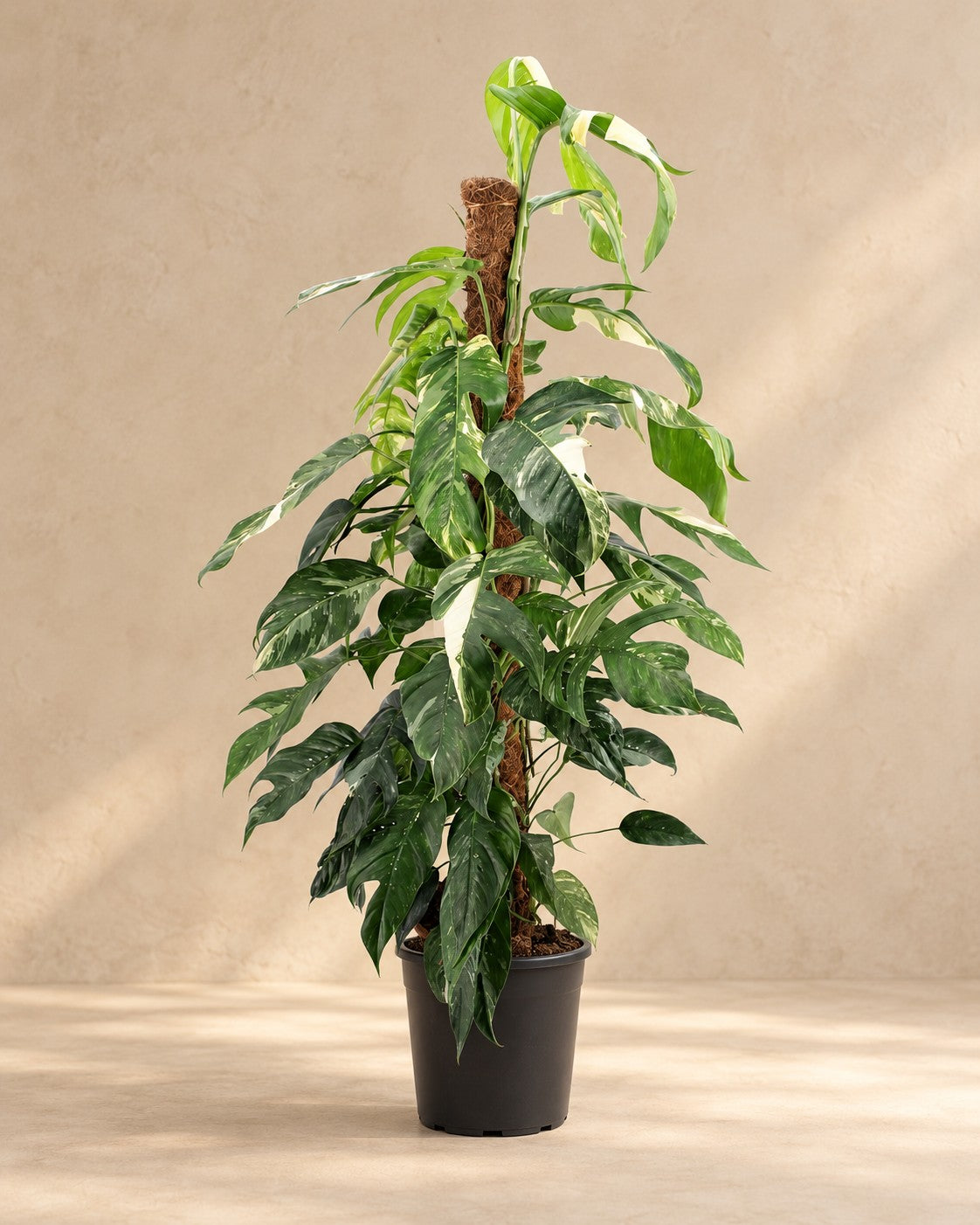 Epipremnum pinnatum 'Albo Variegata' van 125 cm hoog in kweekpot van 24 cm