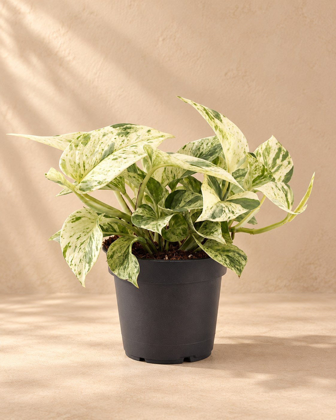 Scindapsus (Epipremnum 'Snow Leopard')