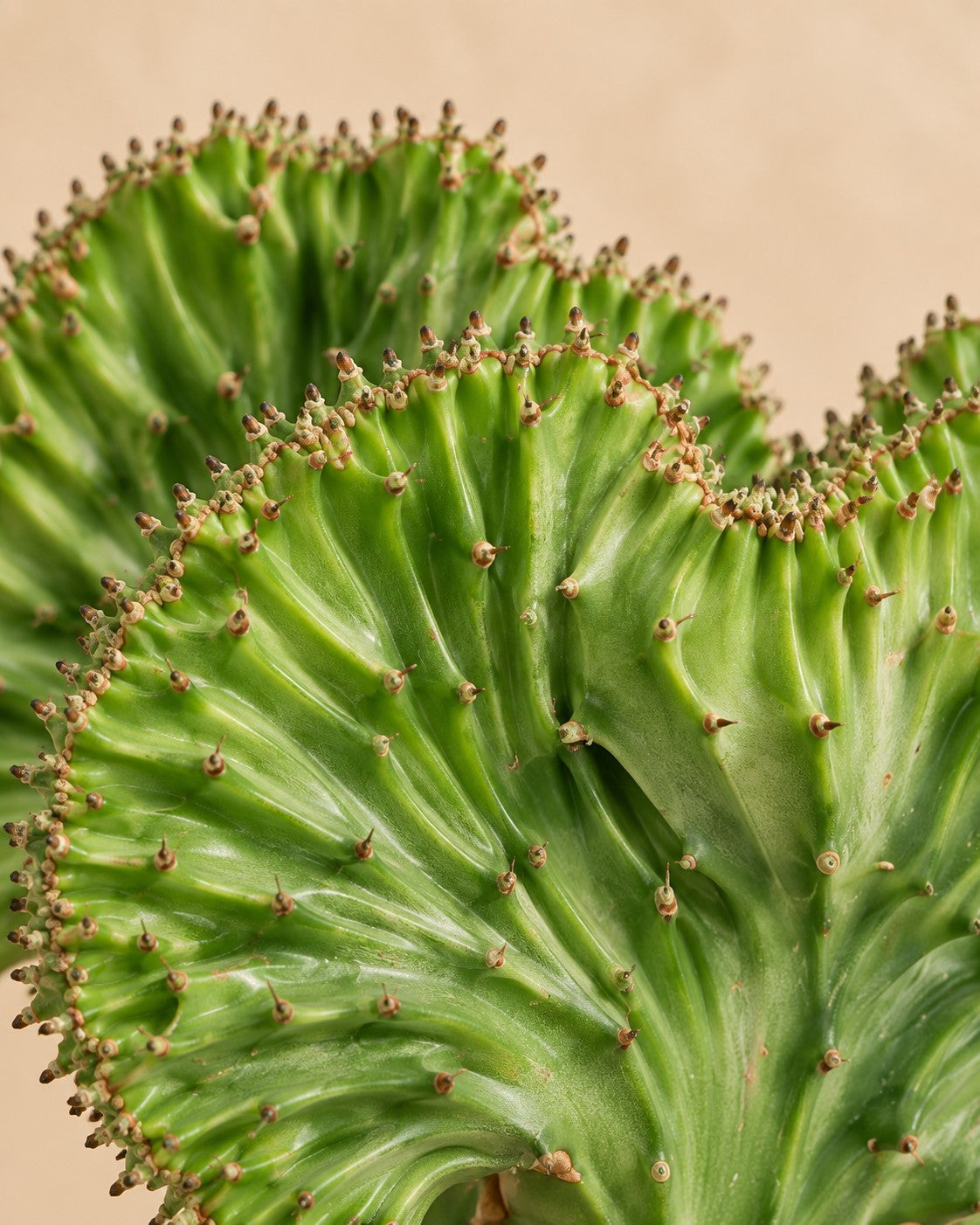Close-up van het blad van de Euphorbia lactea Cristata groen (Euphorbia lactea 'Cristata')