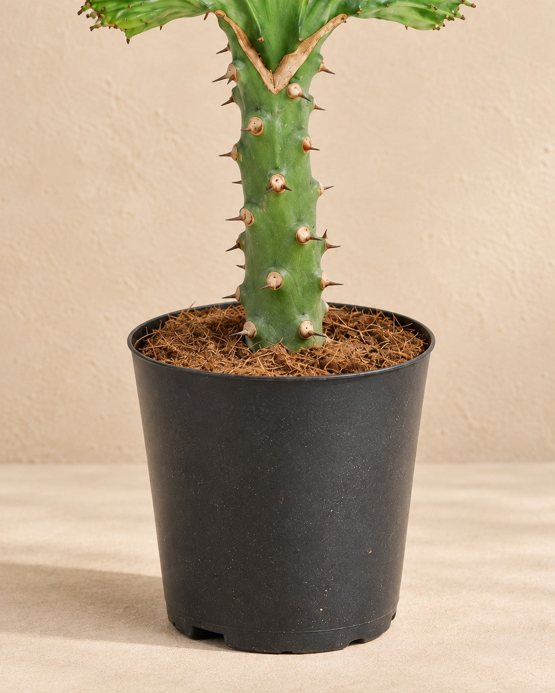 Onderste deel van de Euphorbia lactea Cristata groen (Euphorbia lactea 'Cristata') met de kweekpot