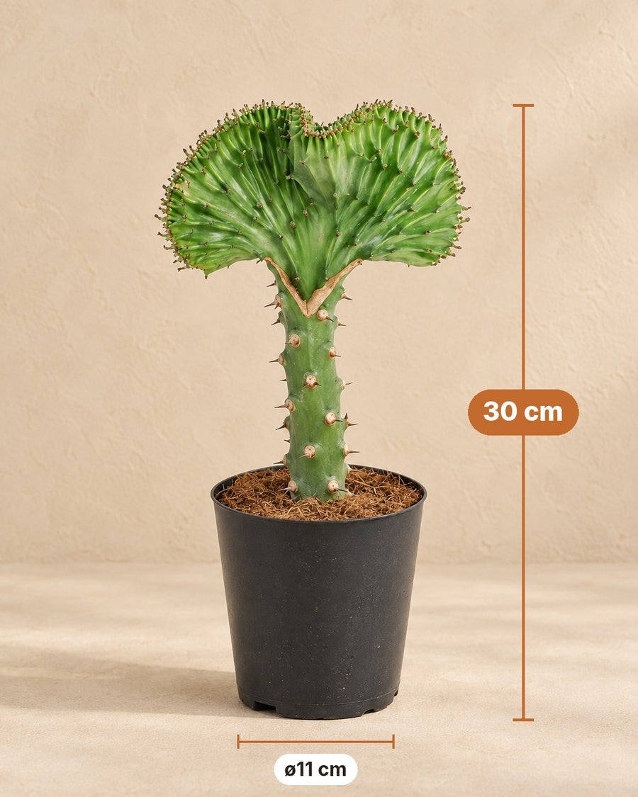 Euphorbia lactea Cristata groen ,5 30cm - ø11