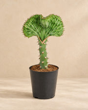 Euphorbia lactea Cristata groen (Euphorbia lactea 'Cristata') van 30 cm hoog in kweekpot van 11 cm