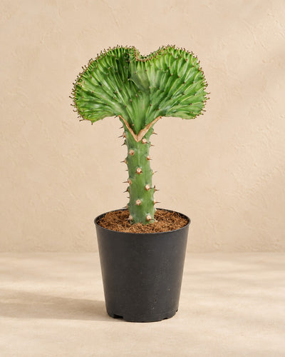 Euphorbia lactea Cristata groen (Euphorbia lactea 'Cristata') van 30 cm hoog in kweekpot van 11 cm