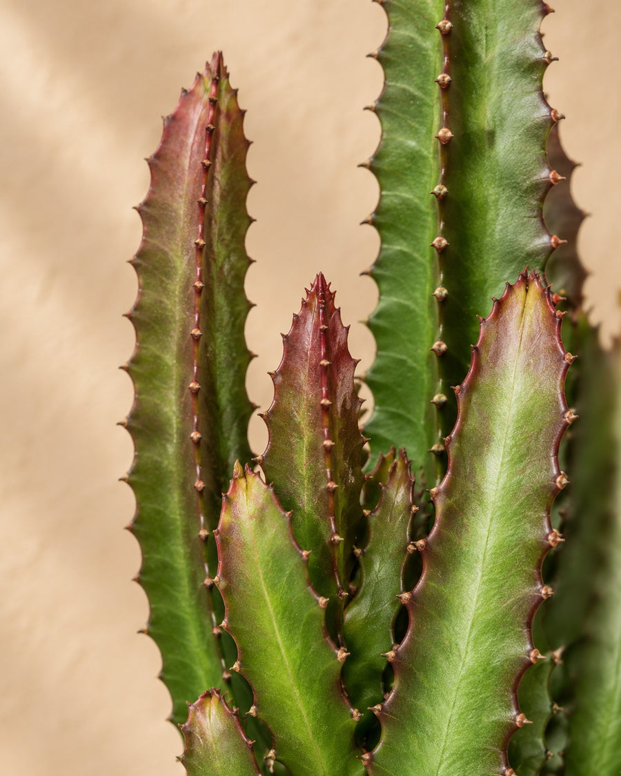 Euphorbia trigona groen en rood, 2 stuks, 75 cm hoog, pot ø17 cm