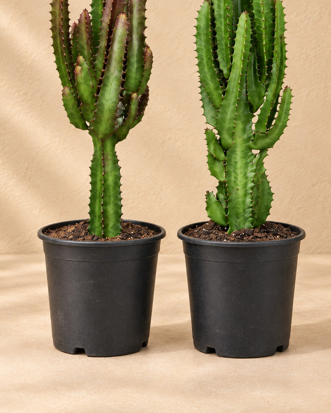 Onderste deel van de Euphorbia trigona groen en rood met de kweekpot