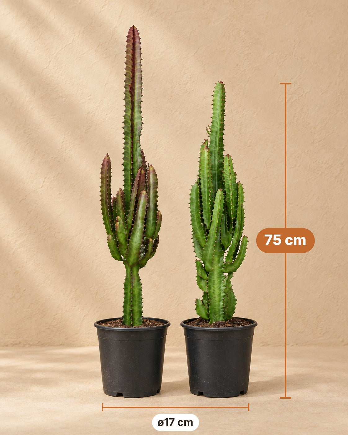 Afmetingen Euphorbia trigona groen en rood: 75 cm hoog, pot ø17 cm