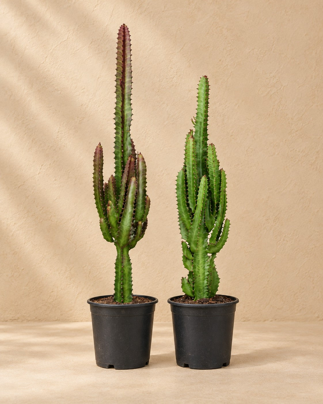 Euphorbia trigona groen en rood van 75 cm hoog in kweekpot van 17 cm
