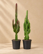 Euphorbia trigona groen en rood van 75 cm hoog in kweekpot van 17 cm