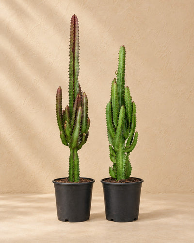 Euphorbia trigona groen en rood van 75 cm hoog in kweekpot van 17 cm