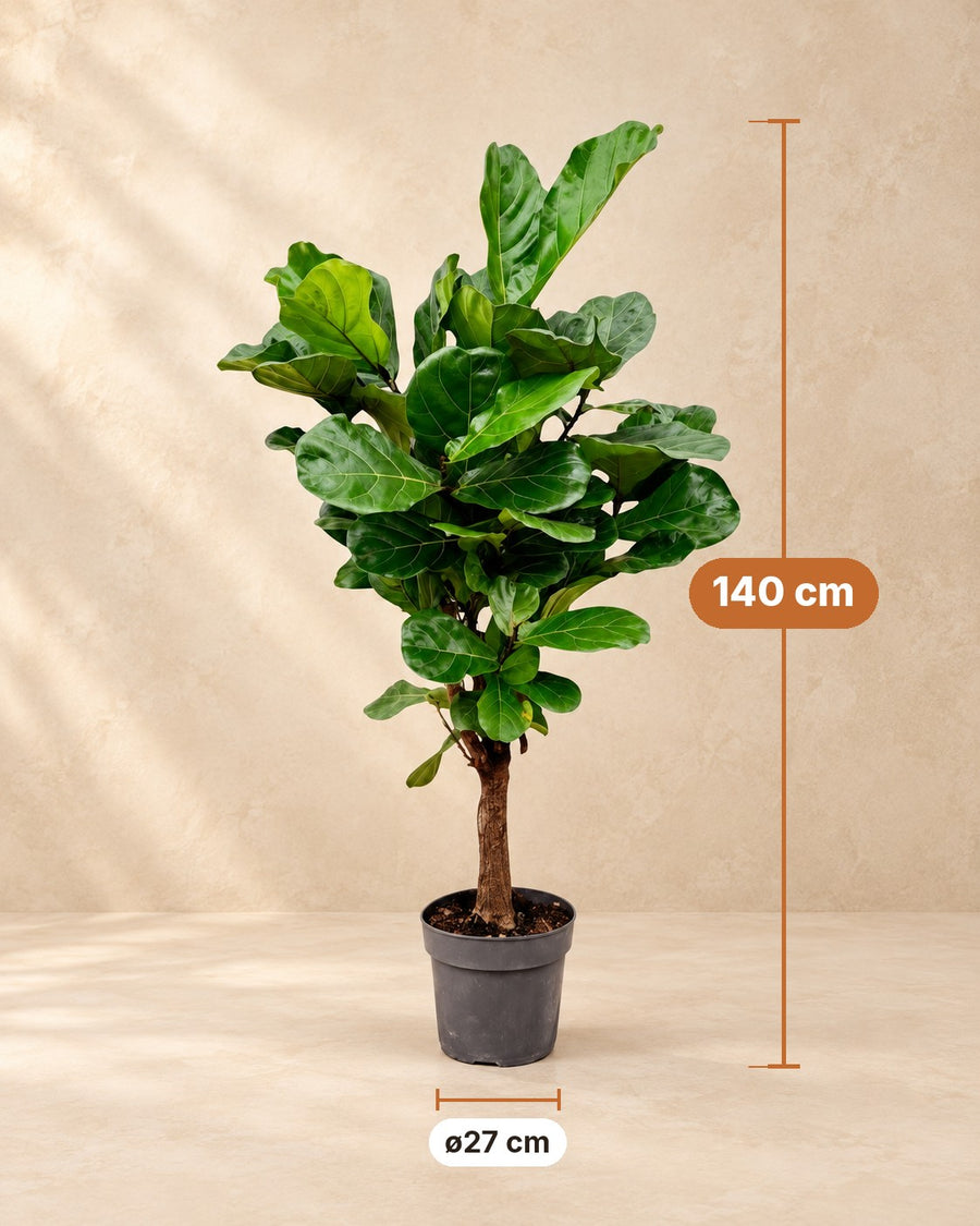 Vioolbladplant (Ficus lyrata) 140 cm hoog, pot ø27 cm